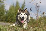 ALASKAN MALAMUTE 423